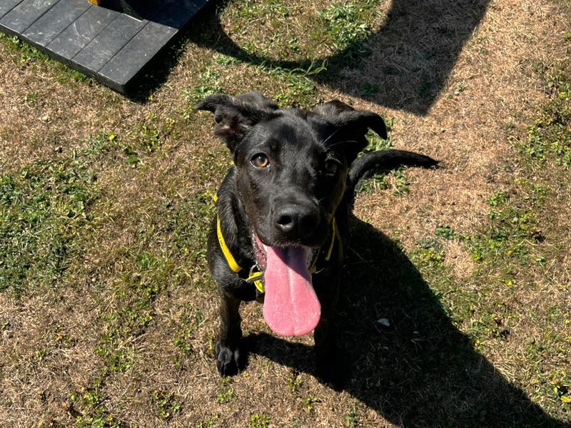 German Shepherd for adoption in Chestfield, Kent – 6 months old