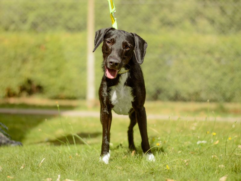 Beagle for adoption in Kenilworth, Warks – 3 years old - Image 3 of 4