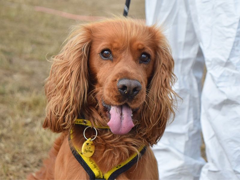 Cocker Spaniel for adoption in Uxbridge, London – 3 years old