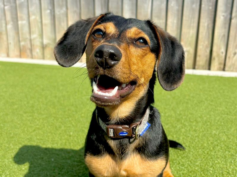 Dachshund for adoption in Leeds, Yorkshire – 7 months old
