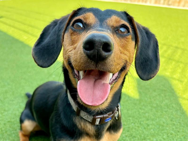 Diesel | Dachshund (Smooth Haired) Cross | Leeds - 1