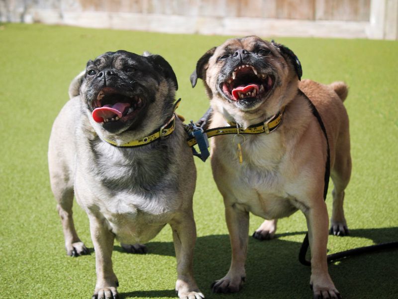 Pug Dogs And Puppies For Adoption