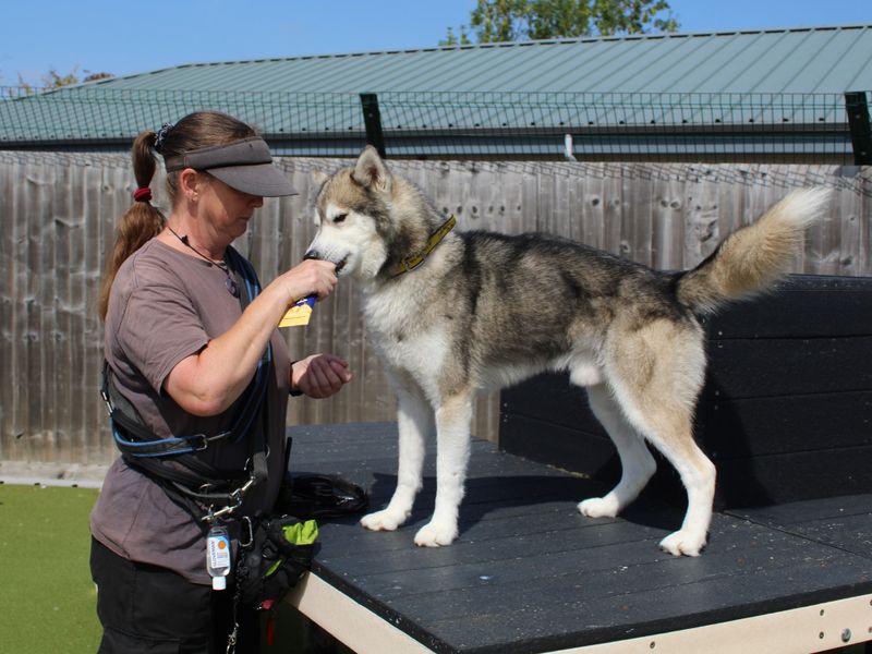 Siberian Husky for adoption in Evesham, Worcestershire – 7 years old - Image 2 of 2