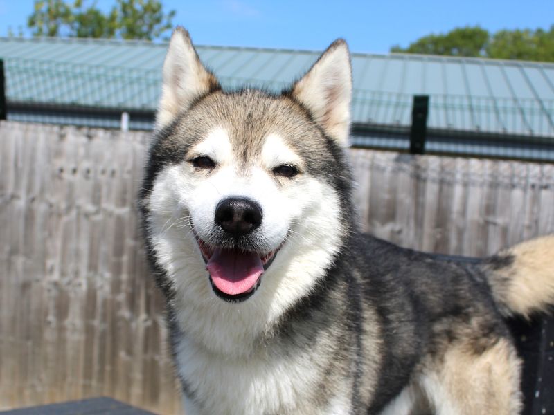 Siberian Husky for adoption in Evesham, Worcestershire – 7 years old