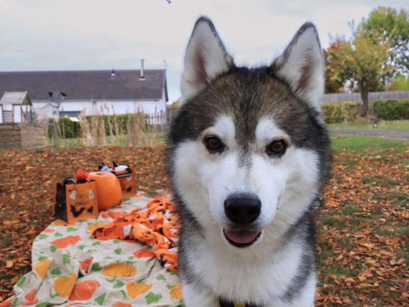 Smokey | Siberian Husky | Evesham (Worcestershire) - 1