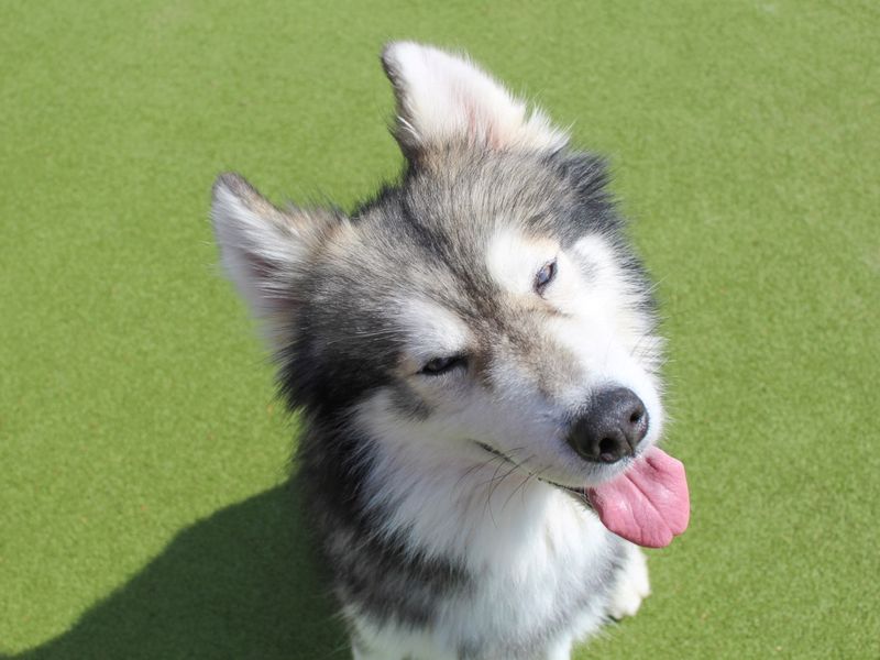 Siberian Husky for adoption in Evesham, Worcestershire – 7 years old