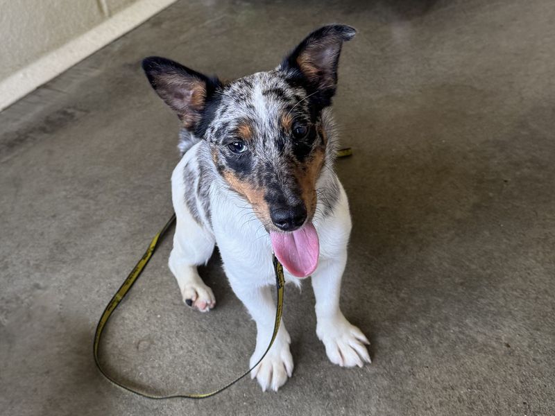 Robby | Terrier (Jack Russell) | Basildon (Essex) - 1