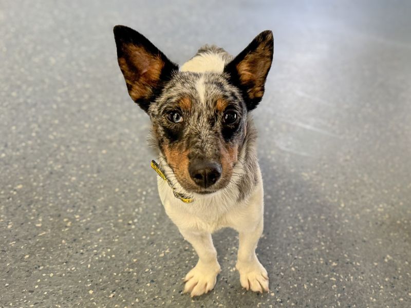 Robby | Terrier (Jack Russell) | Basildon (Essex) - 1