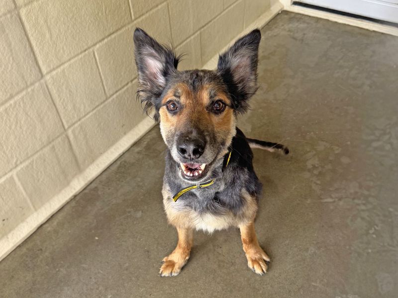 Border Collie Dogs And Puppies For Adoption