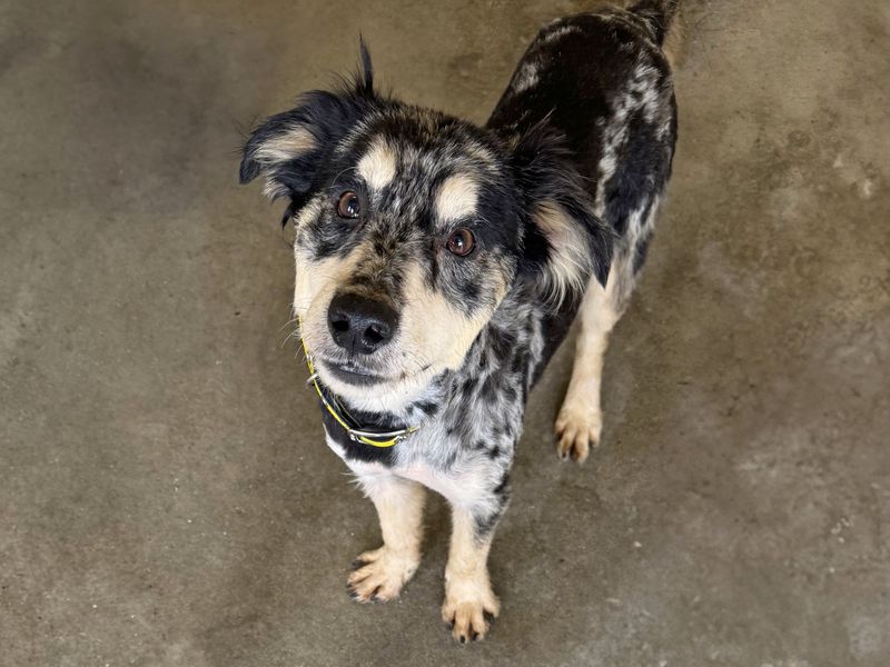 Chervil | Collie (Border) Cross | Basildon (Essex) - 1