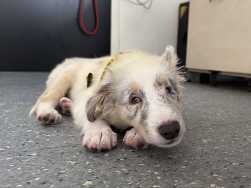 Border Collie for adoption in Wickford, Essex – 3 months old - Image 4 of 6