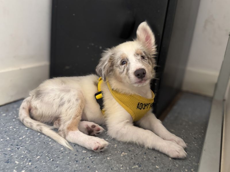 Border Collie for adoption in Wickford, Essex – 3 months old - Image 5 of 6