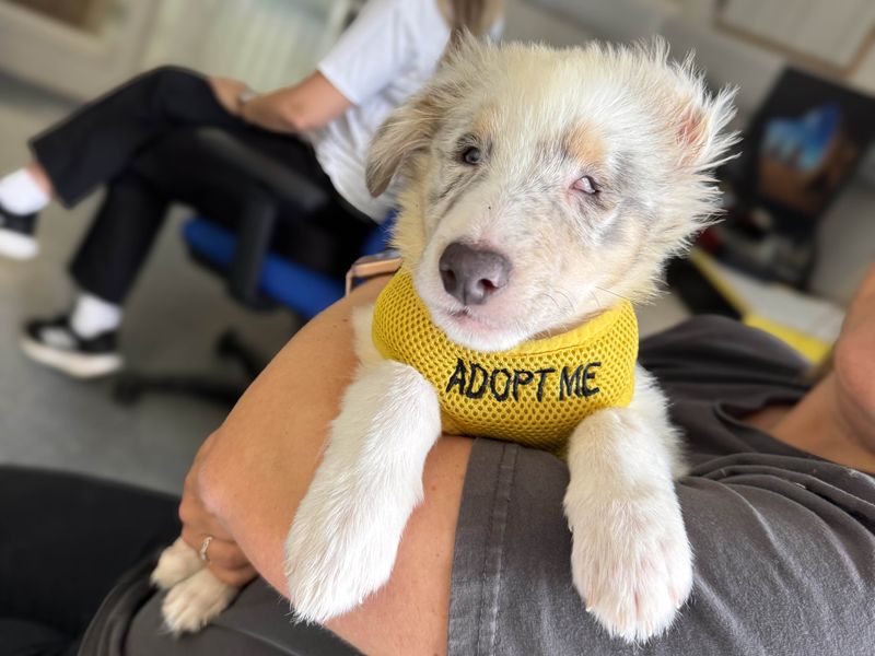 Border Collie for adoption in Wickford, Essex – 3 months old - Image 2 of 6