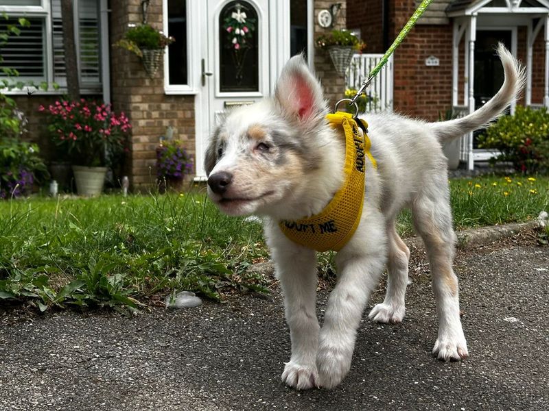 Border Collie for adoption in Wickford, Essex – 3 months old