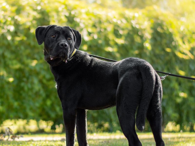 Cane Corso for adoption in Kenilworth, Warks – 11 months old