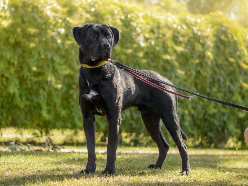 Cane Corso for adoption in Kenilworth, Warks – 11 months old - Image 2 of 4