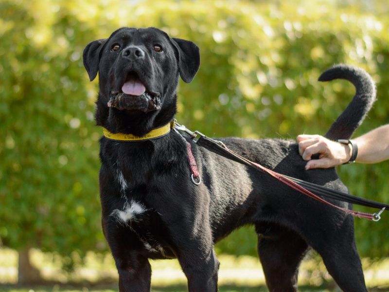 Cane Corso for adoption in Kenilworth, Warks – 11 months old - Image 3 of 4