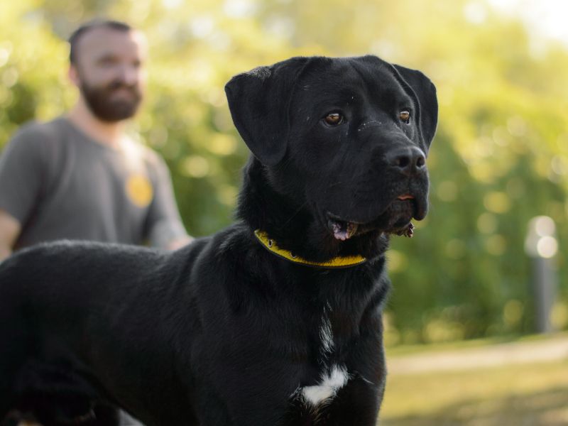 Cane Corso for adoption in Kenilworth, Warks – 11 months old - Image 4 of 4