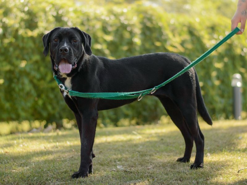 Gretel | Retriever (Labrador) Cross | Kenilworth (West Midlands) - 1