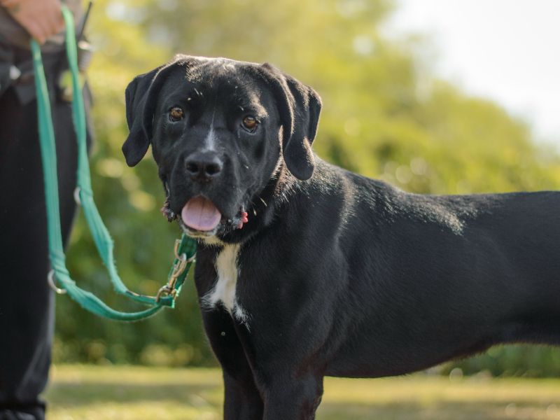 Cane Corso for adoption in Kenilworth, Warks – 11 months old - Image 2 of 5