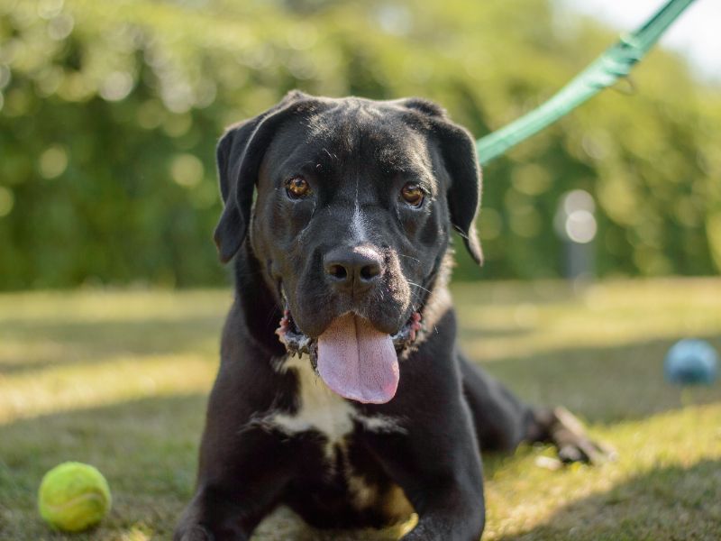 Cane Corso for adoption in Kenilworth, Warks – 11 months old - Image 4 of 5