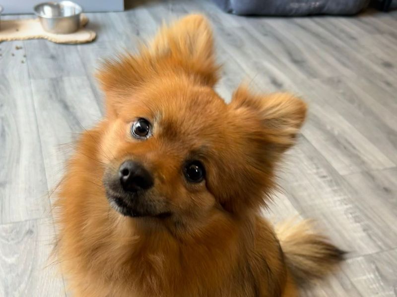 Pomeranian for adoption in Wymeswold, Leicestershire – 5 months old