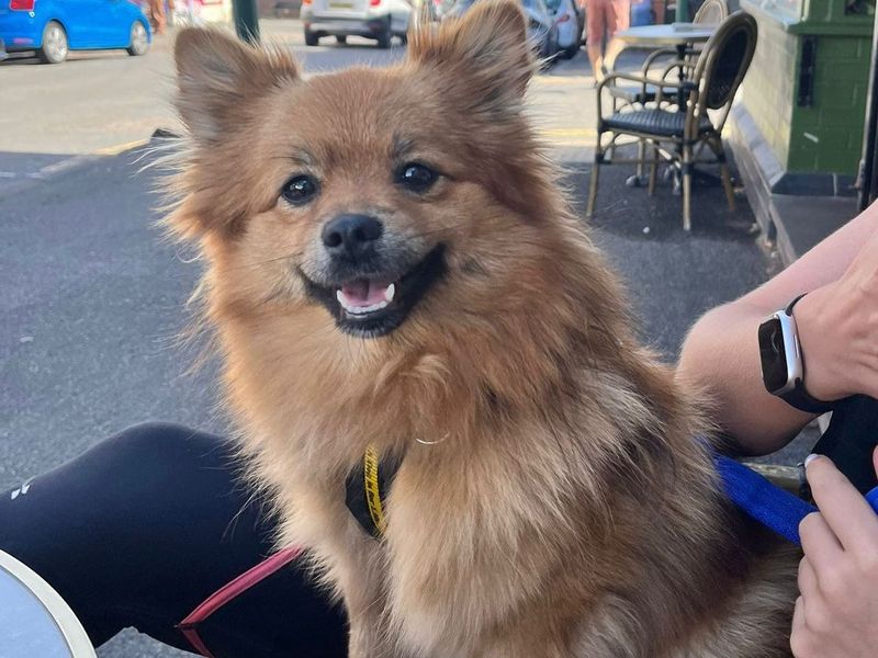Pomeranian for adoption in Wymeswold, Leicestershire – 6 months old - Image 2 of 2