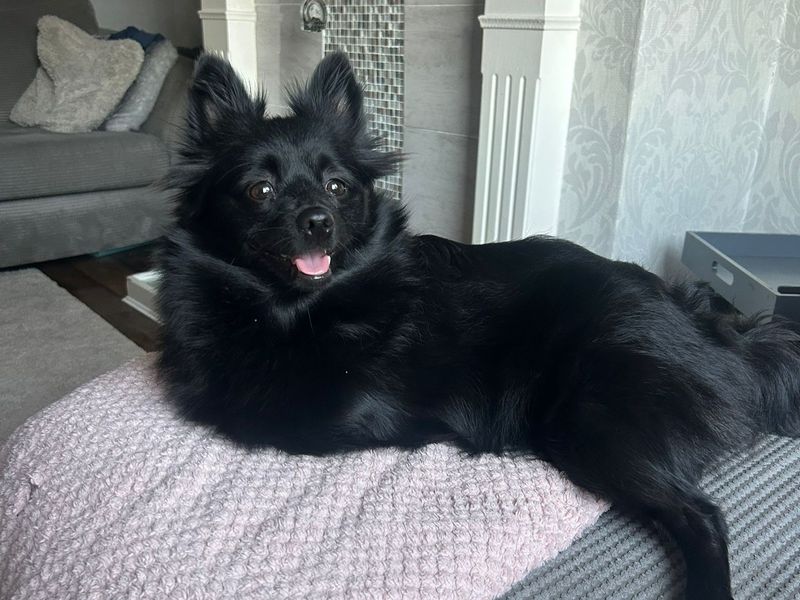 Pomeranian Dogs And Puppies For Adoption