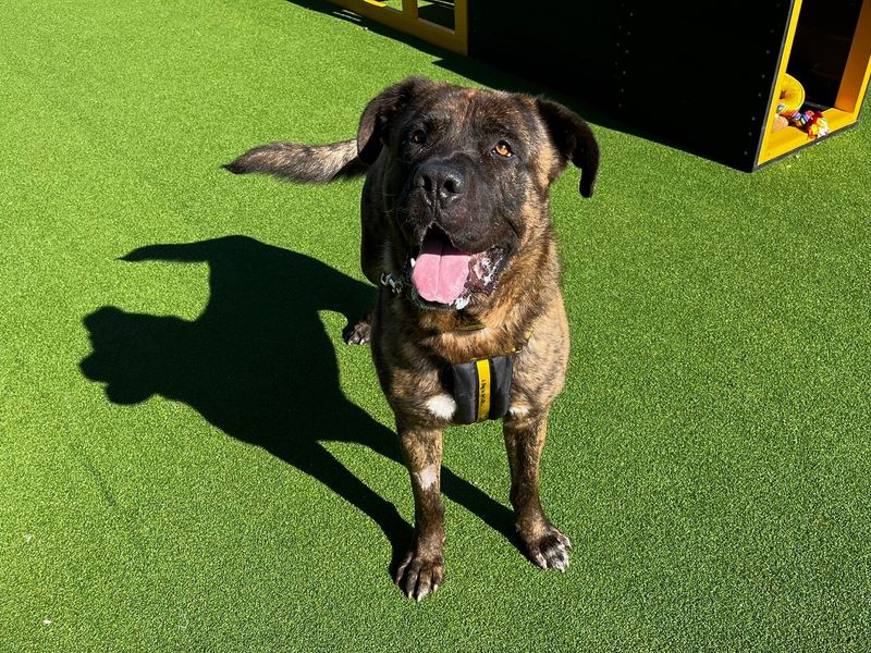 Mastiff for adoption in Chestfield, Kent – 5 years old - Image 2 of 4