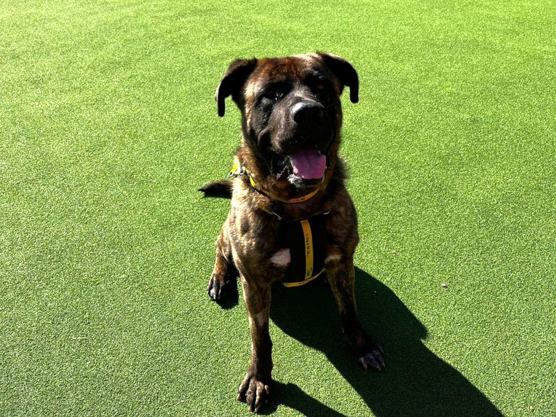 Mastiff Dogs And Puppies For Adoption