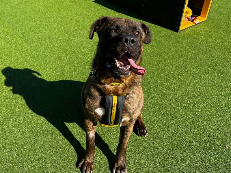 Mastiff for adoption in Chestfield, Kent – 5 years old - Image 4 of 4