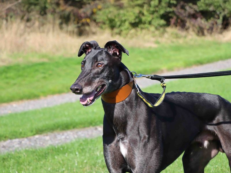 Greyhound for adoption in Sadberge, Co Durham – 4 years old - Image 3 of 4