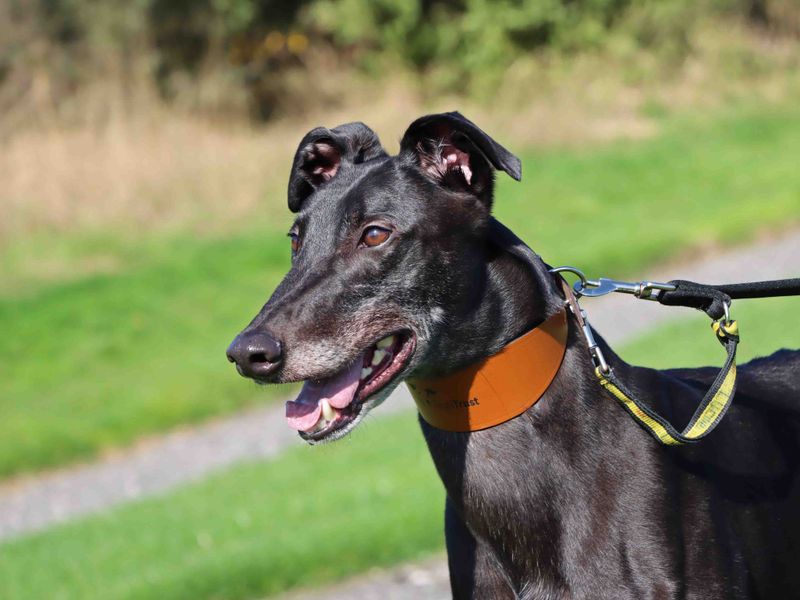 Greyhound for adoption in Sadberge, Co Durham – 4 years old - Image 2 of 4