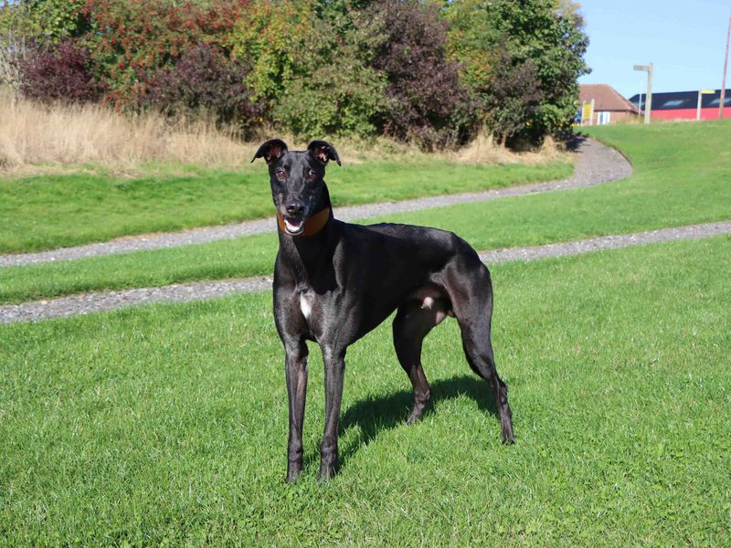 Greyhound for adoption in Sadberge, Co Durham – 4 years old