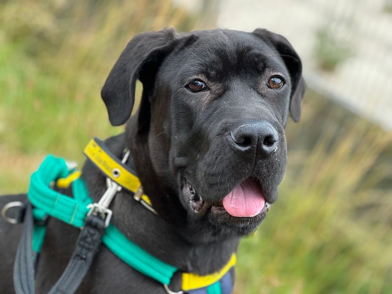 Cane Corso for adoption in Newton Tony, Wiltshire – 10 months old - Image 3 of 3