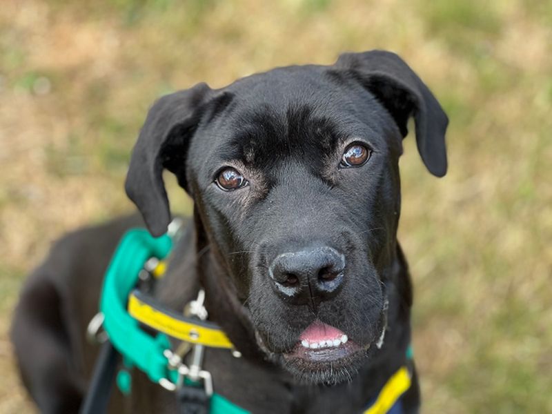 Cane Corso for adoption in Newton Tony, Wiltshire – 10 months old - Image 2 of 3