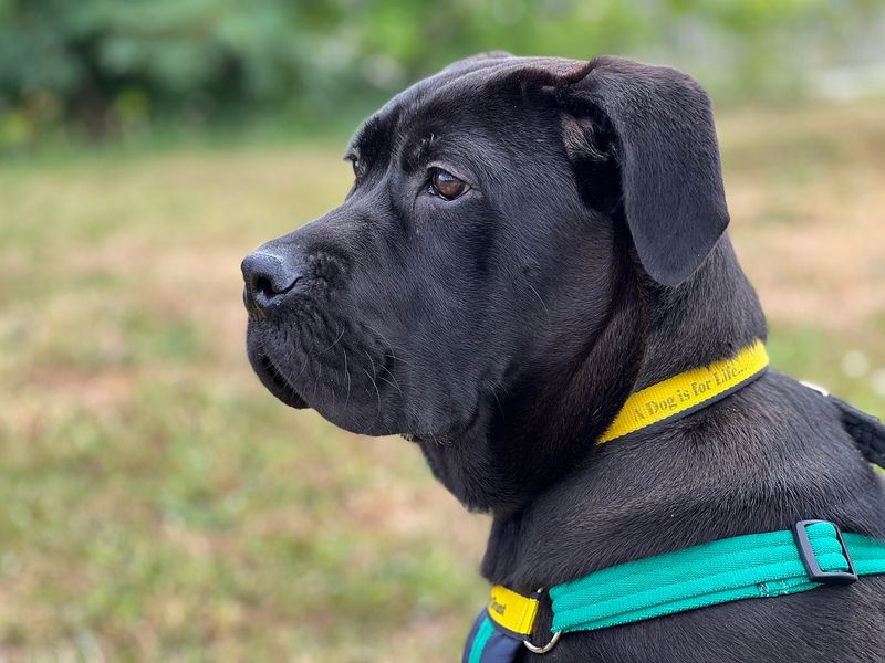 Cane Corso for adoption in Newton Tony, Wiltshire – 10 months old