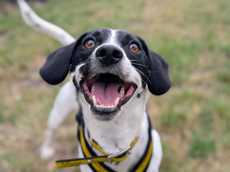 Springer Spaniel for adoption in Cardiff, Glamorgan – 2 years old - Image 3 of 5