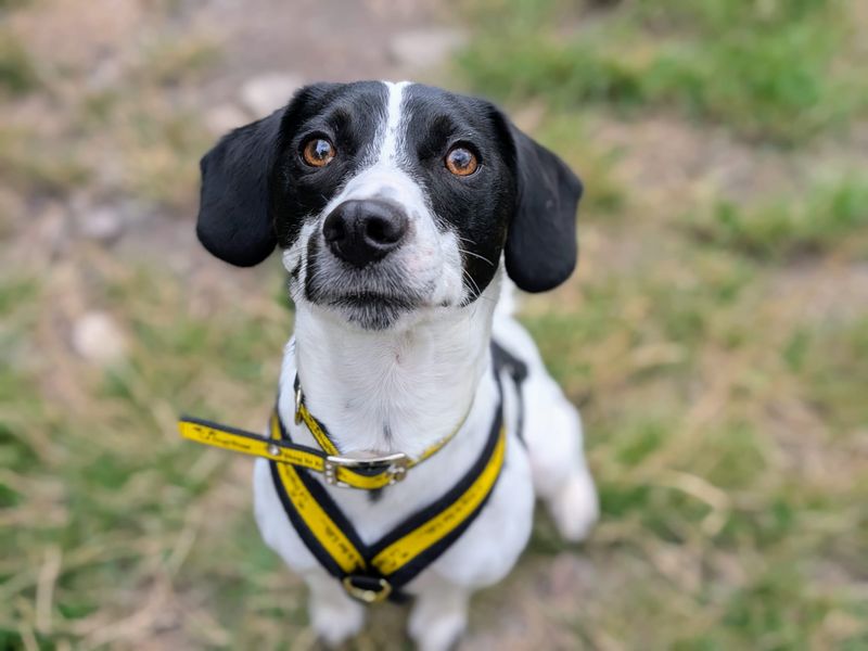 Springer Spaniel for adoption in Cardiff, Glamorgan – 2 years old - Image 2 of 5