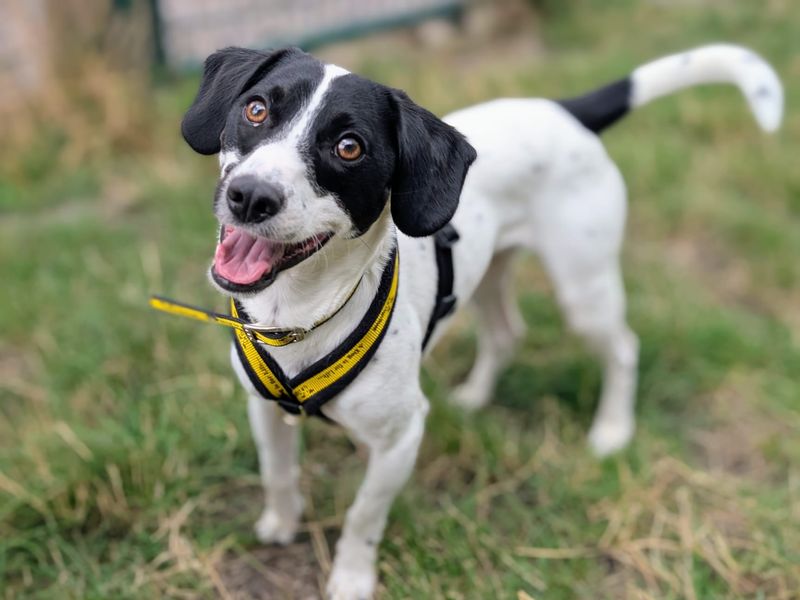 Springer Spaniel for adoption in Cardiff, Glamorgan – 2 years old - Image 5 of 5