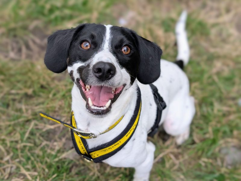 Pete | Terrier (Jack Russell) Cross | Cardiff - 1