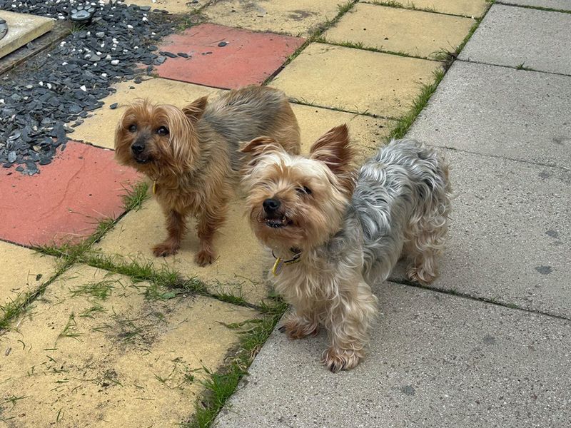 Yorkshire Terrier for adoption in Liverpool, Merseyside – 13 years old - Image 2 of 3