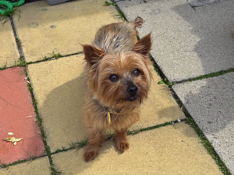 Yorkshire Terrier for adoption in Liverpool, Merseyside – 13 years old - Image 3 of 3