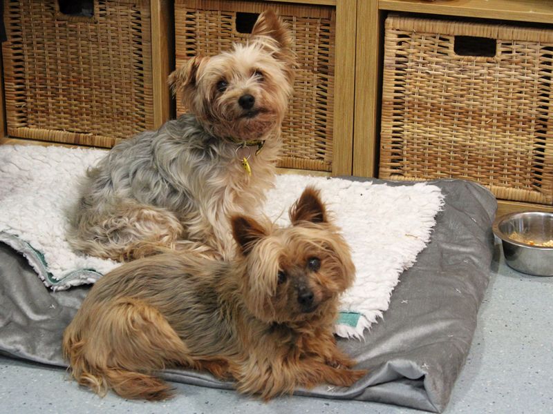 Yorkshire Terrier for adoption in Liverpool, Merseyside – 8 years old