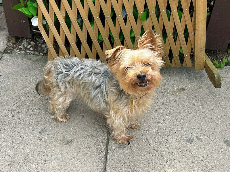 Luna | Terrier (Yorkshire) | Merseyside (Liverpool) - 1