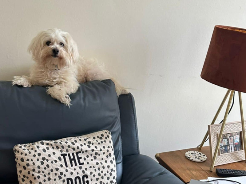 Trevor | Maltese | Bridgend (Wales) - 1