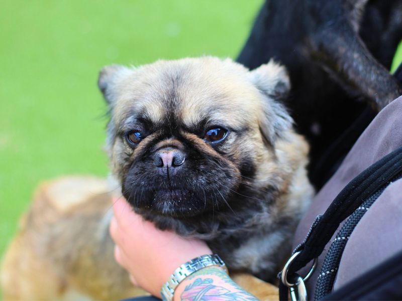 French Bulldog for adoption in Manchester, Greater Manchester – 3 years old - Image 3 of 4