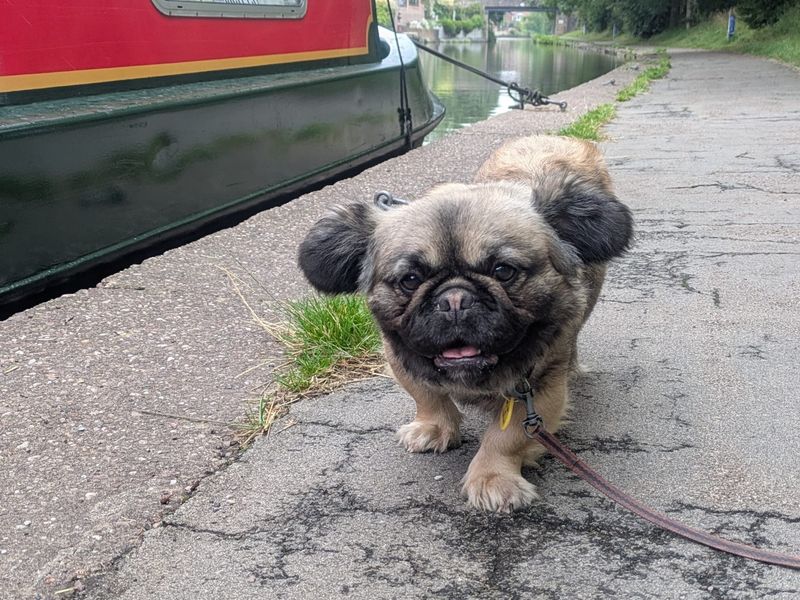 French Bulldog for adoption in Manchester, Greater Manchester – 3 years old - Image 4 of 4
