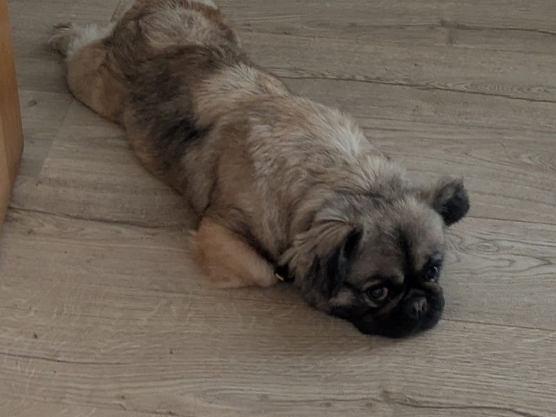 French Bulldog for adoption in Manchester, Greater Manchester – 3 years old
