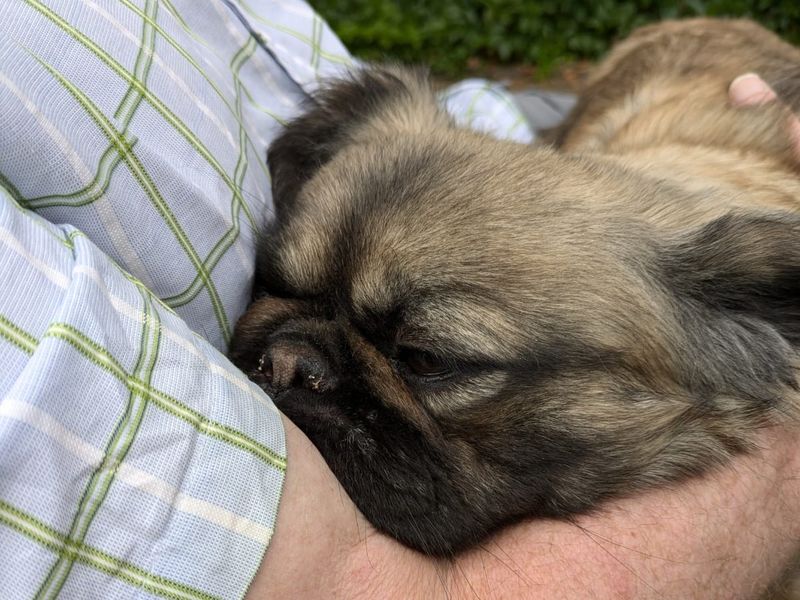 French Bulldog for adoption in Manchester, Greater Manchester – 3 years old - Image 2 of 4
